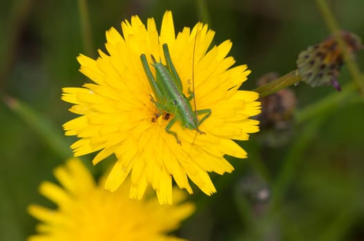 Speckled bush cricket