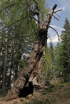 Ulten primeval larch: Marked by storm and weather,a natural monument and one of the oldest conifers in Europe (St. Gertraud,South Tyrol) Comparable photo of the Ulten primeval larches posted on wikipedia e.g. with "unlimited right of use""."