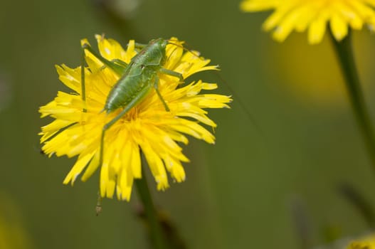 Speckled bush cricket