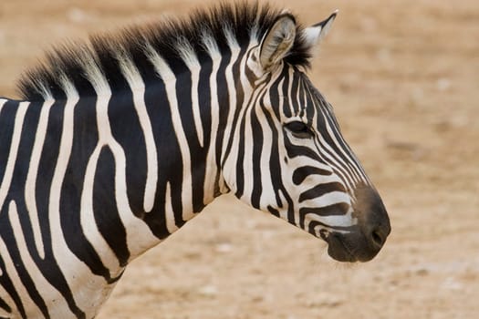 Zebra Portrait