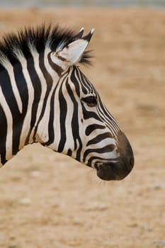 Zebra Portrait
