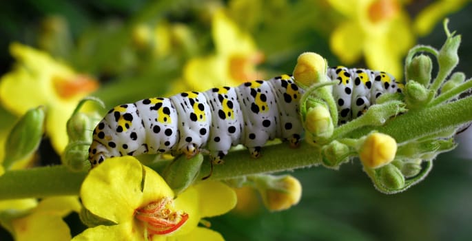 Monk caterpillar on mullein