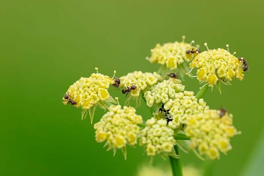 Ant climbing frame
