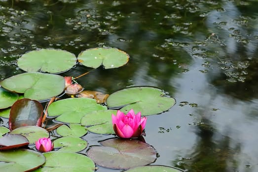 water lily