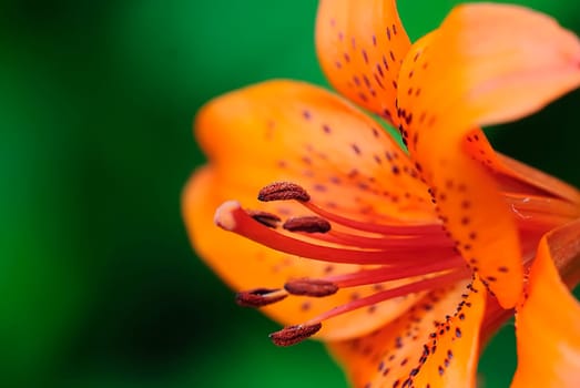Flowering 1