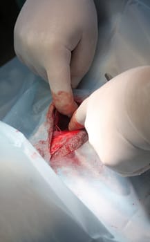 Surgery in dogs