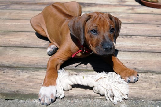 Rhodesian Ridgeback Puppy