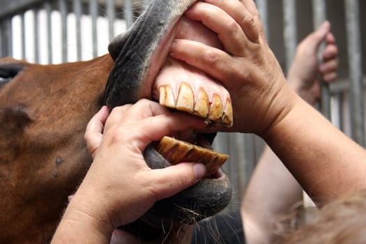 Dentition control