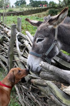 Dog and donkey