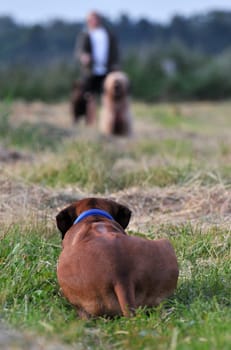 lurking dog