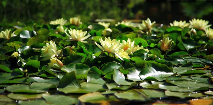 Garden pond