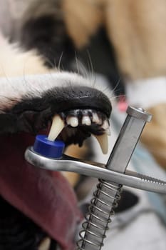 Surgery in dogs