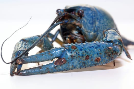 blue florida crab