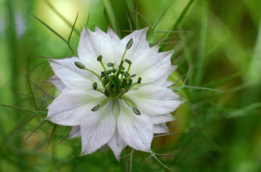 Nigella