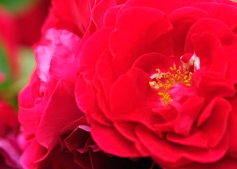 Climbing Rose 2