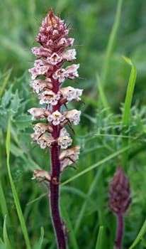 A botanical peculiarity: Parasite on man's litter (Eryngium campestre): the amethyst summerroot (Orobanche amethystea),an endangered native orchid