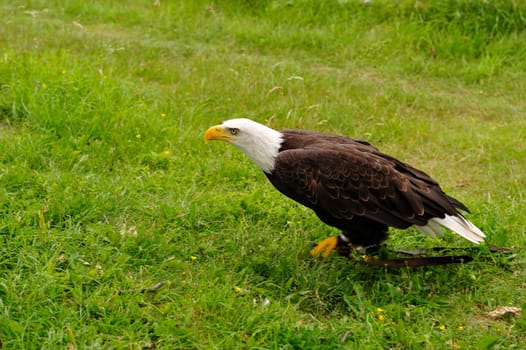 Bald Eagle