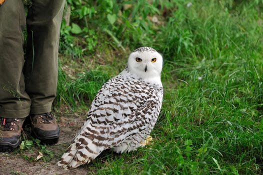 Snowy owl