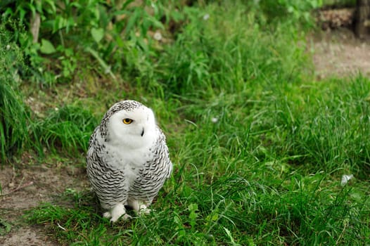 Snowy owl