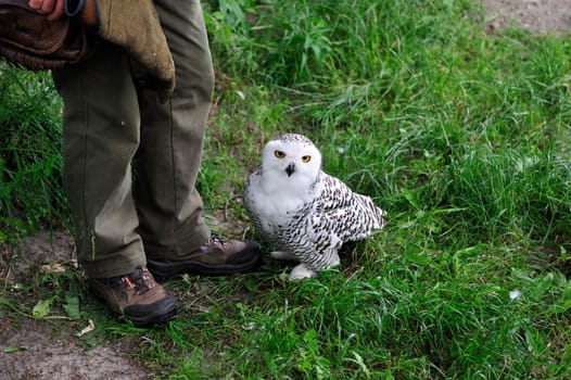 Owl and falconer