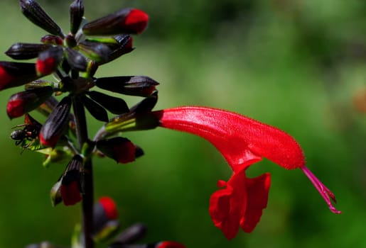 Blood Sage