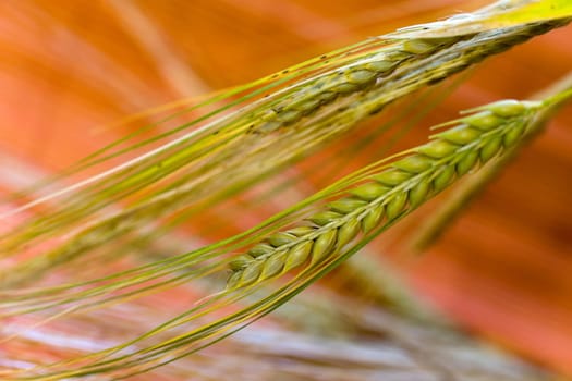 Cereal grain,wheat and ears of corn