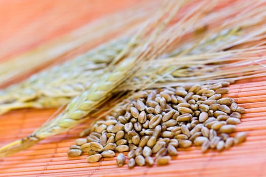 Cereal grain,wheat and ears of corn
