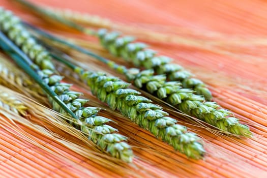 Cereal grain,wheat and ears of corn