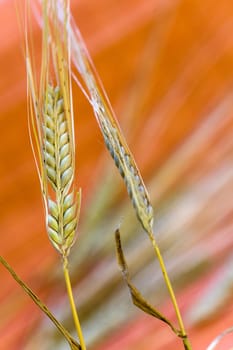 Cereal grain,wheat and ears of corn