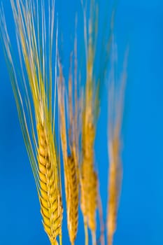 Cereal grain,wheat and ears of corn