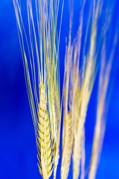 Cereal grain,wheat and ears of corn