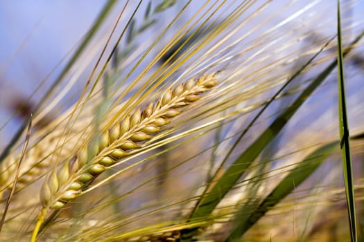 Cereal grain,wheat and ears of corn