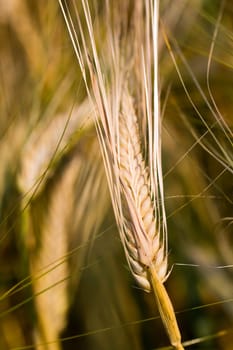 Cereal grain,wheat and ears of corn