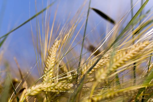 Cereal grain,wheat and ears of corn