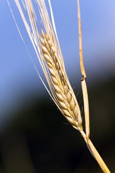 Cereal grain,wheat and ears of corn