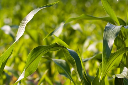Corn field in summer