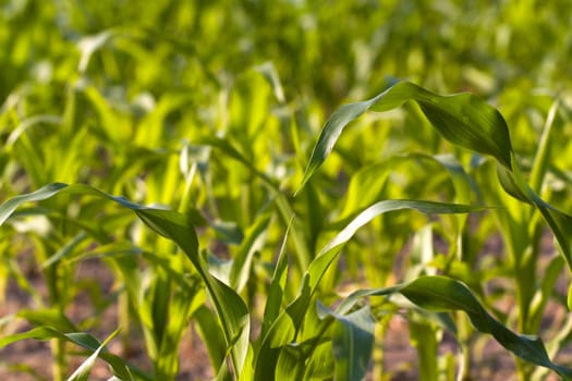Corn field in summer