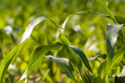 Corn field in summer