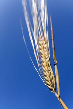 Cereal grain,wheat and ears of corn