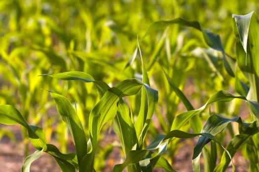Corn field in summer
