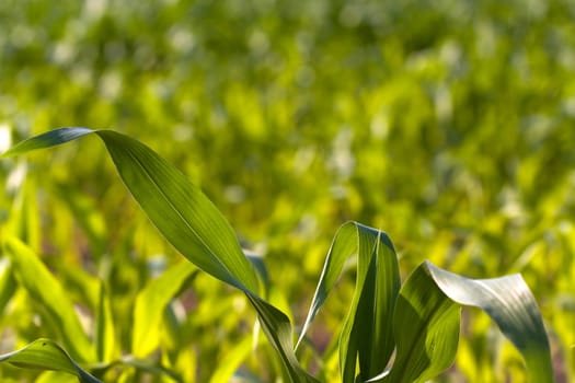 Corn field in summer
