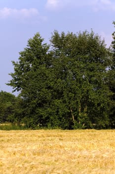 Cereal grain,wheat and ears of corn