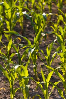 Corn field in summer
