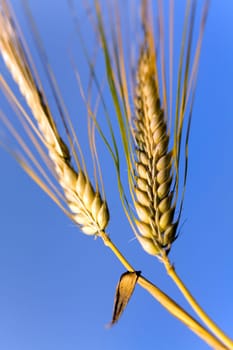 Cereal grain,wheat and ears of corn