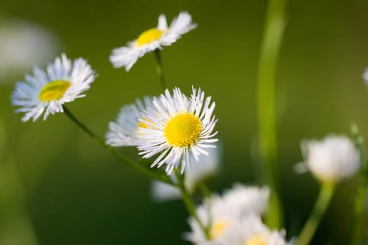 Young daisies in summer,close-up