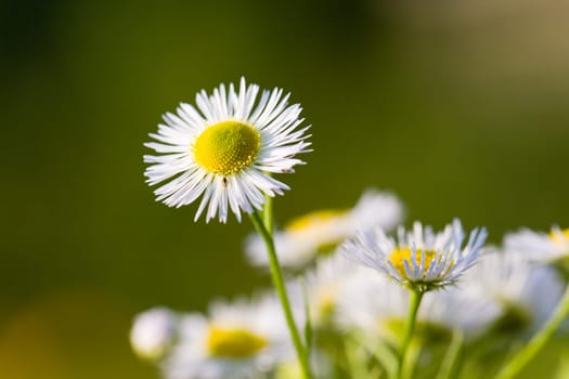 Young daisies in summer,close-up