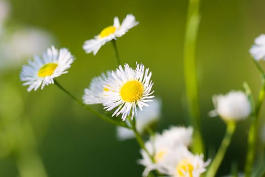 Young daisies in summer,close-up