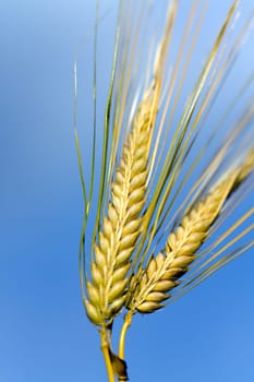 Cereal grain,wheat and ears of corn