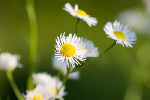 Young daisies in summer,close-up