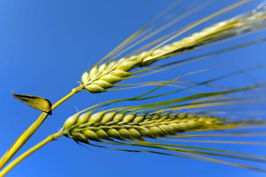Cereal grain,wheat and ears of corn